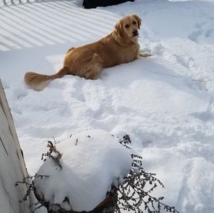 Meet your Posher, Donna